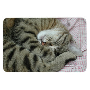 Magnet Flexible Tigre-chat couché