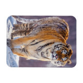Magnet Flexible Tigre de Sibérie dans la neige, Chine (Horizontal)