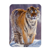 Tigre de Sibérie dans la neige, Chine