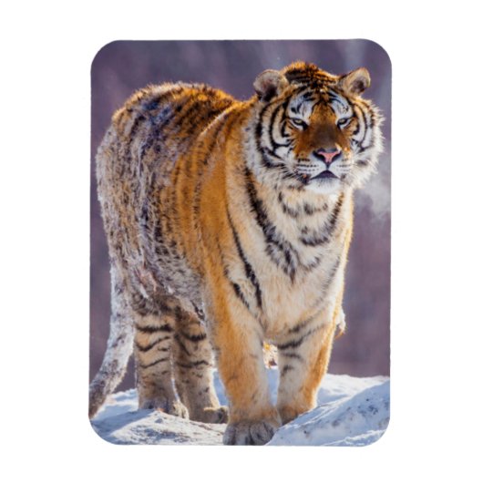 Magnet Flexible Tigre de Sibérie dans la neige, Chine (Vertical)