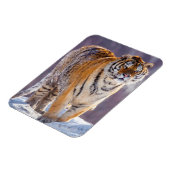 Magnet Flexible Tigre de Sibérie dans la neige, Chine (Côté Gauche)