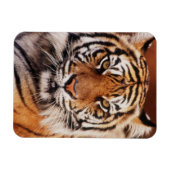 Magnet Flexible Tigre de Sumatra (Horizontal)