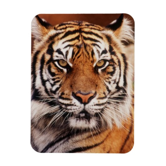 Magnet Flexible Tigre de Sumatra (Vertical)
