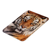 Magnet Flexible Tigre de Sumatra (Côté Gauche)