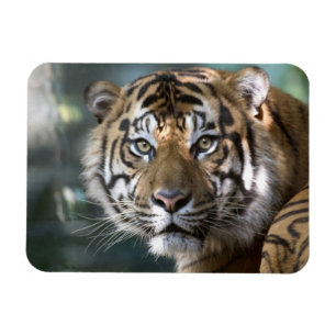 Magnet Flexible Tigre de Sumatra mâle (Panthera tigris sumatrae)