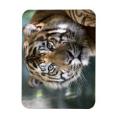 Magnet Flexible Tigre de Sumatran (Panthera tigris sumatrae) (Vertical)