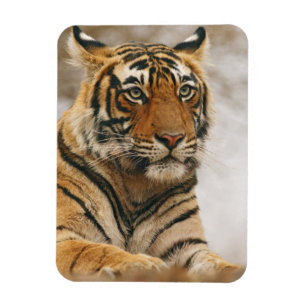 Magnet Flexible Tigre du Bengale royal sur le rocher, Ranthambhor