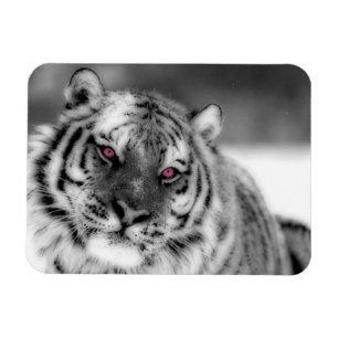 Magnet Flexible Tigre observé par rose