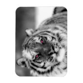 Magnet Flexible Tigre observé par rose (Vertical)