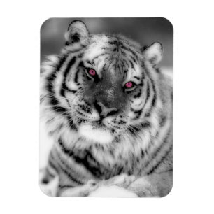 Magnet Flexible Tigre observé par rose