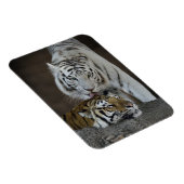 Magnet Flexible Tigres blancs et Brown au repos (Côté Droit)