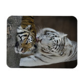 Magnet Flexible Tigres blancs et Brown au repos (Horizontal)