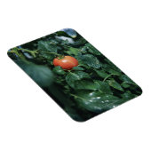 Magnet Flexible Tomate (Côté Droit)