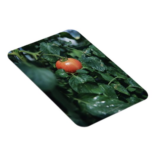 Magnet Flexible Tomate (Côté Droit)