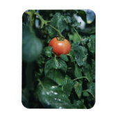 Magnet Flexible Tomate (Vertical)