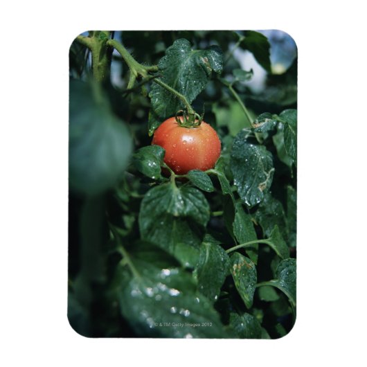 Magnet Flexible Tomate (Vertical)
