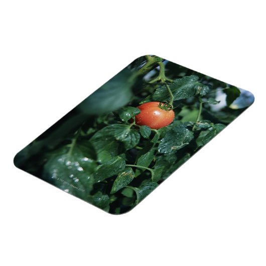 Magnet Flexible Tomate (Côté Gauche)