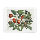 Magnet Flexible Tomatoes et melons: 1.Poma amoris fructu luteo; 2 (Horizontal)