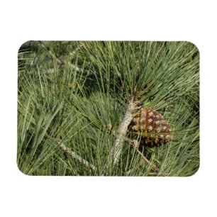 Magnet Flexible Torrey Pine gros plan Californie botanique