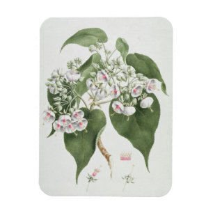 Magnet Flexible Torrida de Walkuffa No.5 Dombeya (la semaine