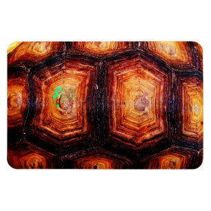 Magnet Flexible Tortois