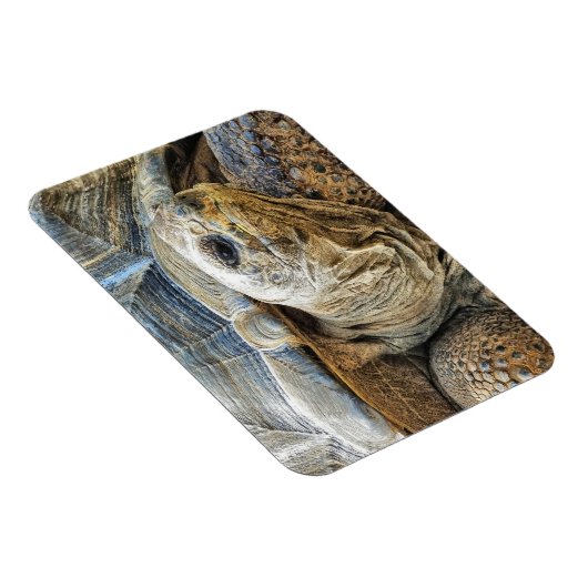 MAGNET FLEXIBLE TORTOISE (Côté Droit)