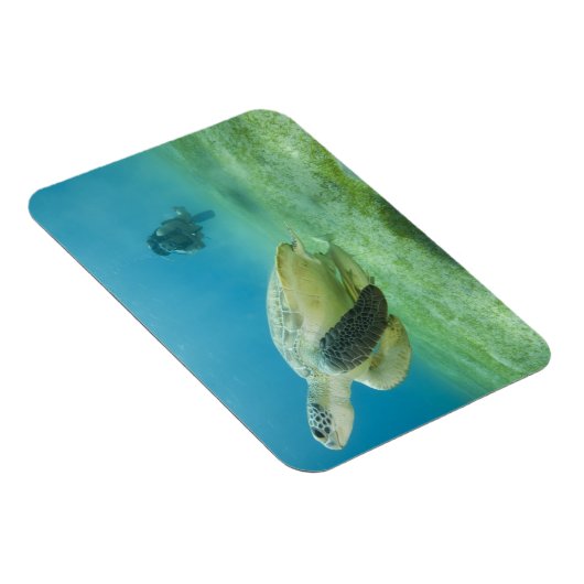Magnet Flexible Tortue (Côté Droit)