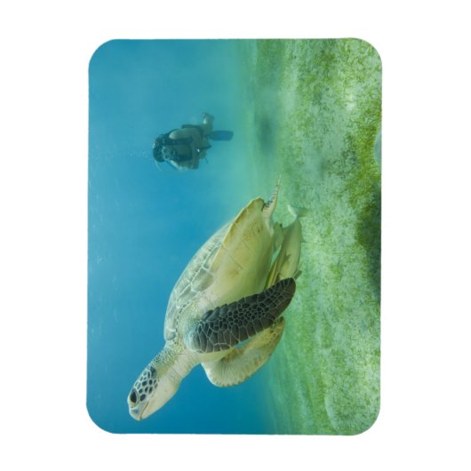 Magnet Flexible Tortue (Vertical)
