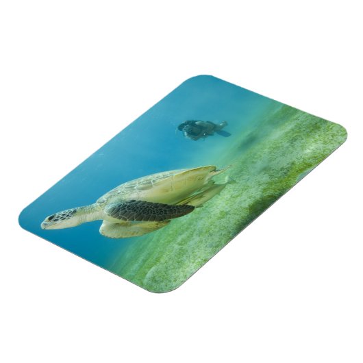 Magnet Flexible Tortue (Côté Gauche)