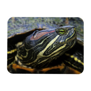 Magnet Flexible Tortue à oreilles rouges, Trachemys scripta elegan