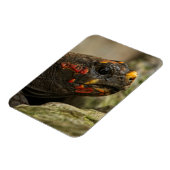 Magnet Flexible Tortue à pied rouge (Côté Gauche)