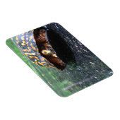 Magnet Flexible Tortue boîte (Côté Droit)