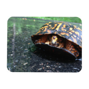 Magnet Flexible Tortue boîte