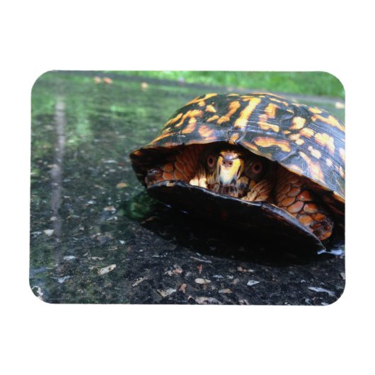 Magnet Flexible Tortue boîte (Horizontal)