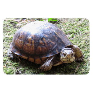 Magnet Flexible Tortue - Chemin Mossy