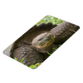 Magnet Flexible Tortue géante (Côté Gauche)