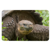 Magnet Flexible Tortue géante (Horizontal)