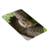 Magnet Flexible Tortue géante (Côté Droit)