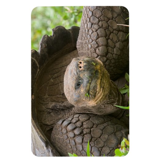 Magnet Flexible Tortue géante (Vertical)