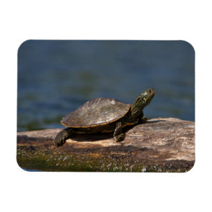 Magnet Flexible Tortue peinte sur un bûcher
