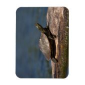 Magnet Flexible Tortue peinte sur un bûcher (Vertical)