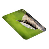 Magnet Flexible Tortue peinte sur un bûcher (Côté Droit)