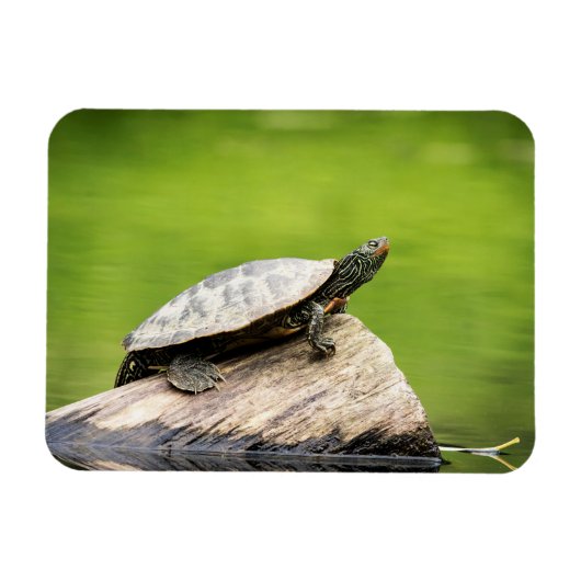 Magnet Flexible Tortue peinte sur un bûcher (Horizontal)