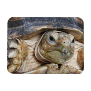 Magnet Flexible Tortue Sulcata face fermée