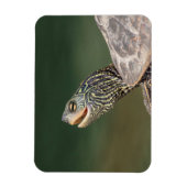 Magnet Flexible Tortue sur La Chute (Vertical)