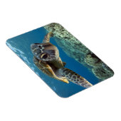 Magnet Flexible Tortue verte hawaïenne (Côté Droit)