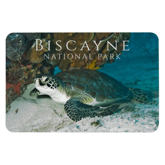 Magnet Flexible Tortue verte sous l'eau Biscayne NP (Horizontal)