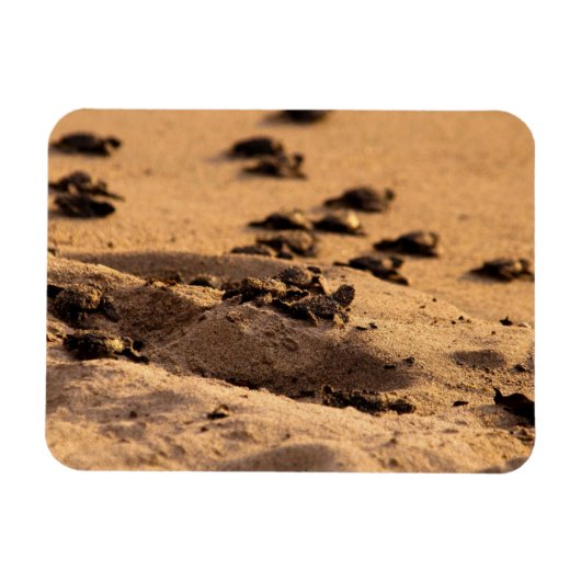 Magnet Flexible Tortues marines (Horizontal)