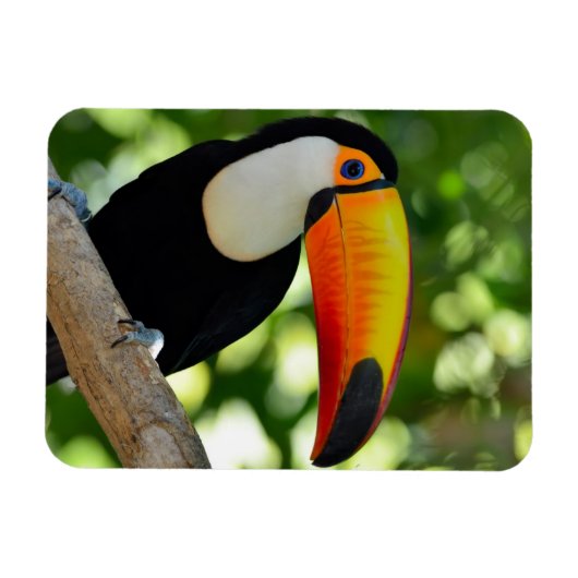 Magnet Flexible Toucan (Horizontal)