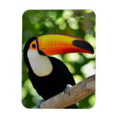 Magnet Flexible Toucan (Vertical)